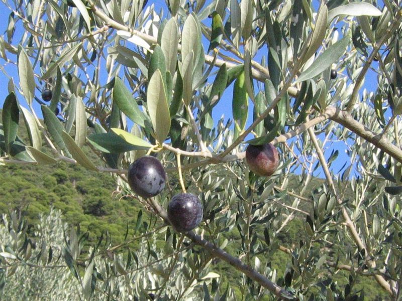 L'olivier et ses olives en Garrigue