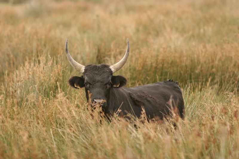 Les taureaux camarguais